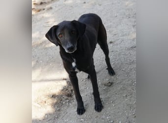 Chelion, geb. ca. 11/2018, lebt in GRIECHENLAND, im städt. Tierheim Serres