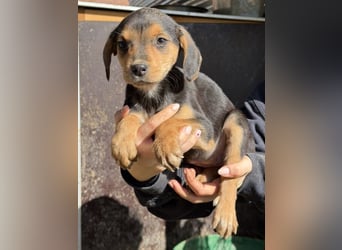 Loxana, geb. 12/2025, lebt in GRIECHENLAND, auf einer privaten Pflegestelle