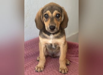 Lenny, geb. ca. 05/2026, lebt in GRIECHENLAND, im städt. Tierheim Serres