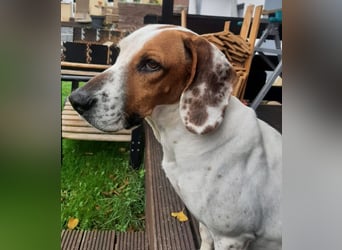 Zack, geb. ca. 10/2022, lebt auf einer Pflegestelle in 23556 Lübeck