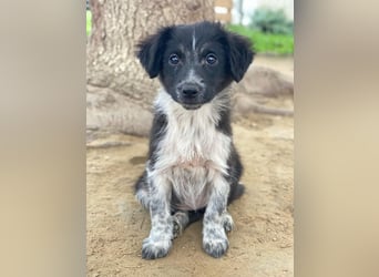 Vayla, geb. ca. 10/2025, lebt in GRIECHENLAND, auf einer privaten Pflegestelle