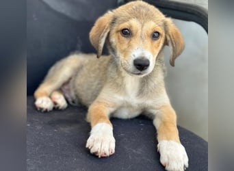Louis, geb. ca. 04/2026, lebt in GRIECHENLAND, im städt. Tierheim Serres