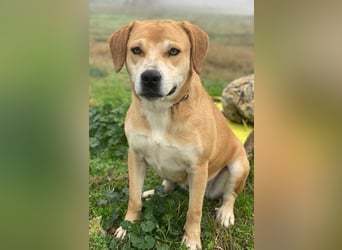 Cece, geb. ca. 12/2019, lebt in GRIECHENLAND, im städt. Tierheim Serres