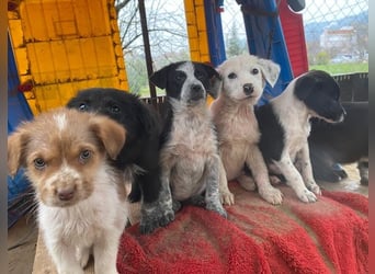 Zephira, geb. ca. 10/2025, lebt in GRIECHENLAND, auf einer privaten Pflegestelle