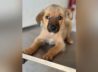 Ronja, geb. ca. 04/2026, lebt in GRIECHENLAND, auf einer privaten Pflegestelle