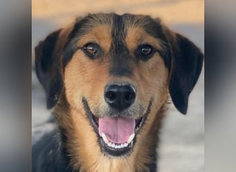 Rockie, geb. ca. 07/2025, lebt in GRIECHENLAND, im städt. Tierheim Serres