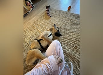 Dickie, geb. ca. 11/2025, lebt bei einer Familie in 46236 Bottrop