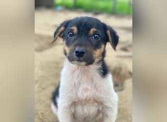 Caien, geb. ca. 10/2025, lebt in GRIECHENLAND, auf einer privaten Pflegestelle