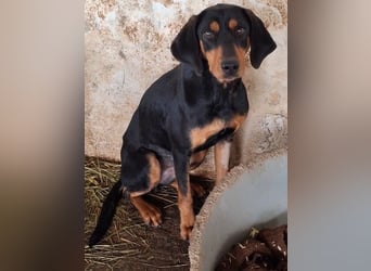 Frida, geb. ca. 01/2025, lebt in GRIECHENLAND, auf einer privaten Pflegestelle