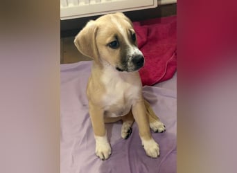 Cola, geb. ca. 11/2025, lebt in GRIECHENLAND, auf einer privaten Pflegestelle