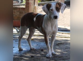 Nivara, geb. ca. 11/2024, lebt in GRIECHENLAND, auf einer privaten Pflegestelle