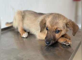 Ronja, geb. ca. 04/2026, lebt in GRIECHENLAND, auf einer privaten Pflegestelle