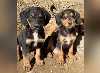 Lior, geb. ca. 12/2025, lebt in GRIECHENLAND, auf einer privaten Pflegestelle