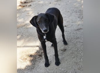 Chelion, geb. ca. 11/2018, lebt in GRIECHENLAND, im städt. Tierheim Serres