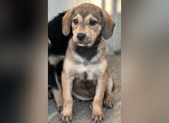 Lotte, geb. ca. 05/2026, lebt in GRIECHENLAND, im städt. Tierheim Serres