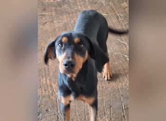 Frida, geb. ca. 01/2025, lebt in GRIECHENLAND, auf einer privaten Pflegestelle