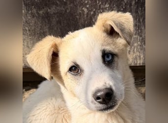 Maple, geb. ca. 12/2025, lebt auf einer Pflegestelle in 52531 Übach-Palenberg