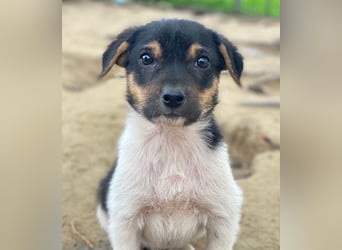 Caien, geb. ca. 10/2025, lebt in GRIECHENLAND, auf einer privaten Pflegestelle