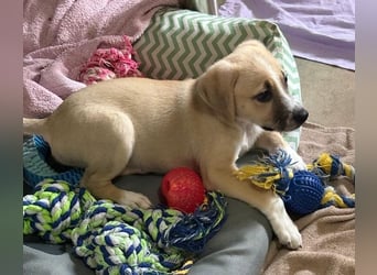 Cola, geb. ca. 11/2025, lebt in GRIECHENLAND, auf einer privaten Pflegestelle