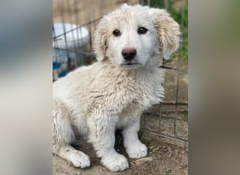 Tiramisu, geb. ca. 01/2026, lebt in GRIECHENLAND, auf einer privaten Pflegestelle