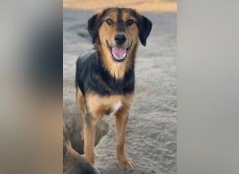 Rockie, geb. ca. 07/2025, lebt in GRIECHENLAND, im städt. Tierheim Serres