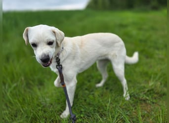 Bonnie (Bianco)