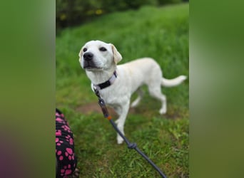Bonnie (Bianco)