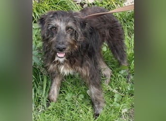 Jerry der lebensfrohe Wuschelmix