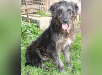 Jerry der lebensfrohe Wuschelmix