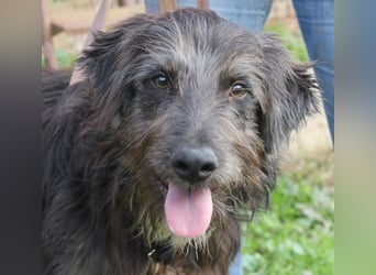 Jerry der lebensfrohe Wuschelmix