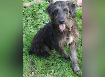 Jerry der lebensfrohe Wuschelmix