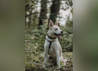 Hailey (Hedvig) -Fröhliche Junghündin sucht aktive Menschen für gemeinsame Abenteuer