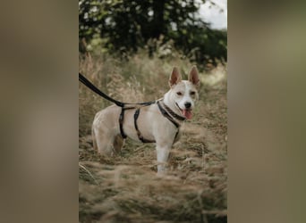 Hailey (Hedvig) -Fröhliche Junghündin sucht aktive Menschen für gemeinsame Abenteuer