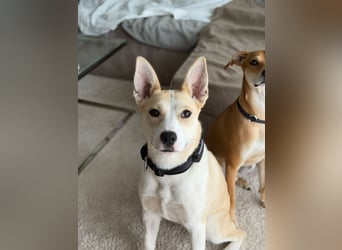 Hailey (Hedvig) -Fröhliche Junghündin sucht aktive Menschen für gemeinsame Abenteuer