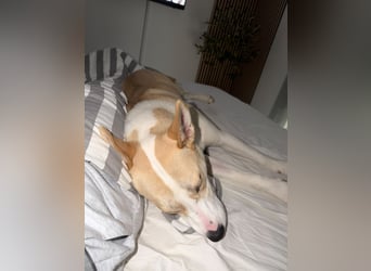 Hailey (Hedvig) -Fröhliche Junghündin sucht aktive Menschen für gemeinsame Abenteuer