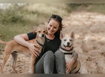 Hailey (Hedvig) -Fröhliche Junghündin sucht aktive Menschen für gemeinsame Abenteuer
