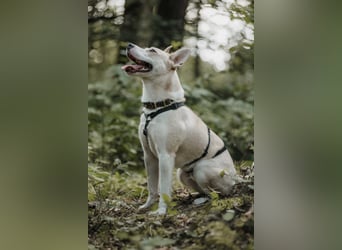 Hailey (Hedvig) -Fröhliche Junghündin sucht aktive Menschen für gemeinsame Abenteuer