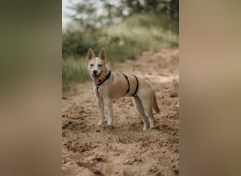 Hailey (Hedvig) -Fröhliche Junghündin sucht aktive Menschen für gemeinsame Abenteuer