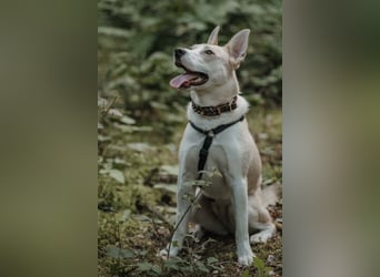 Hailey (Hedvig) -Fröhliche Junghündin sucht aktive Menschen für gemeinsame Abenteuer