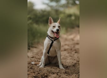 Hailey (Hedvig) -Fröhliche Junghündin sucht aktive Menschen für gemeinsame Abenteuer