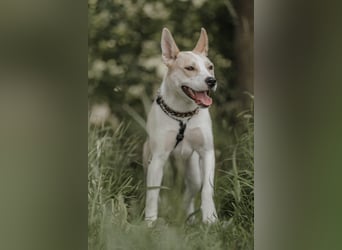 Hailey (Hedvig) -Fröhliche Junghündin sucht aktive Menschen für gemeinsame Abenteuer