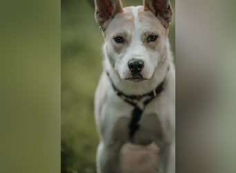 Hailey (Hedvig) -Fröhliche Junghündin sucht aktive Menschen für gemeinsame Abenteuer