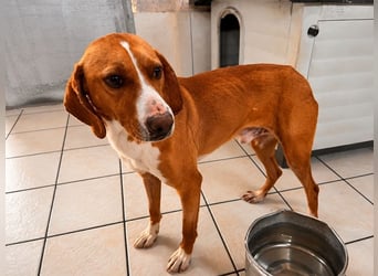 Alex - sensibler Hundejunge sucht das große Glück