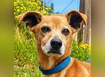 Frosch - Herzenshund wartet - auf Sie?