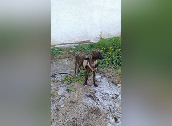 Lulu PM - Vorsicht Zucker!