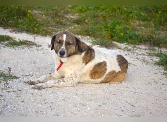 Heidi - liebenswerte Schmusebacke