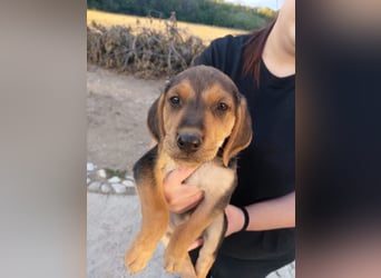 Dafne PM - klein aber Oho!