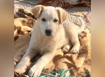 Skye sucht nach Geborgenheit
