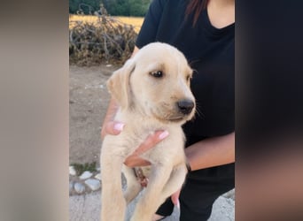 Drake - Mini-Abenteurer sucht sein Zuhause