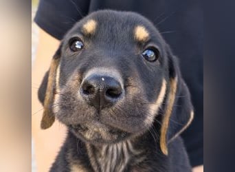 Dexter - Pfotenabenteuer inclusive!